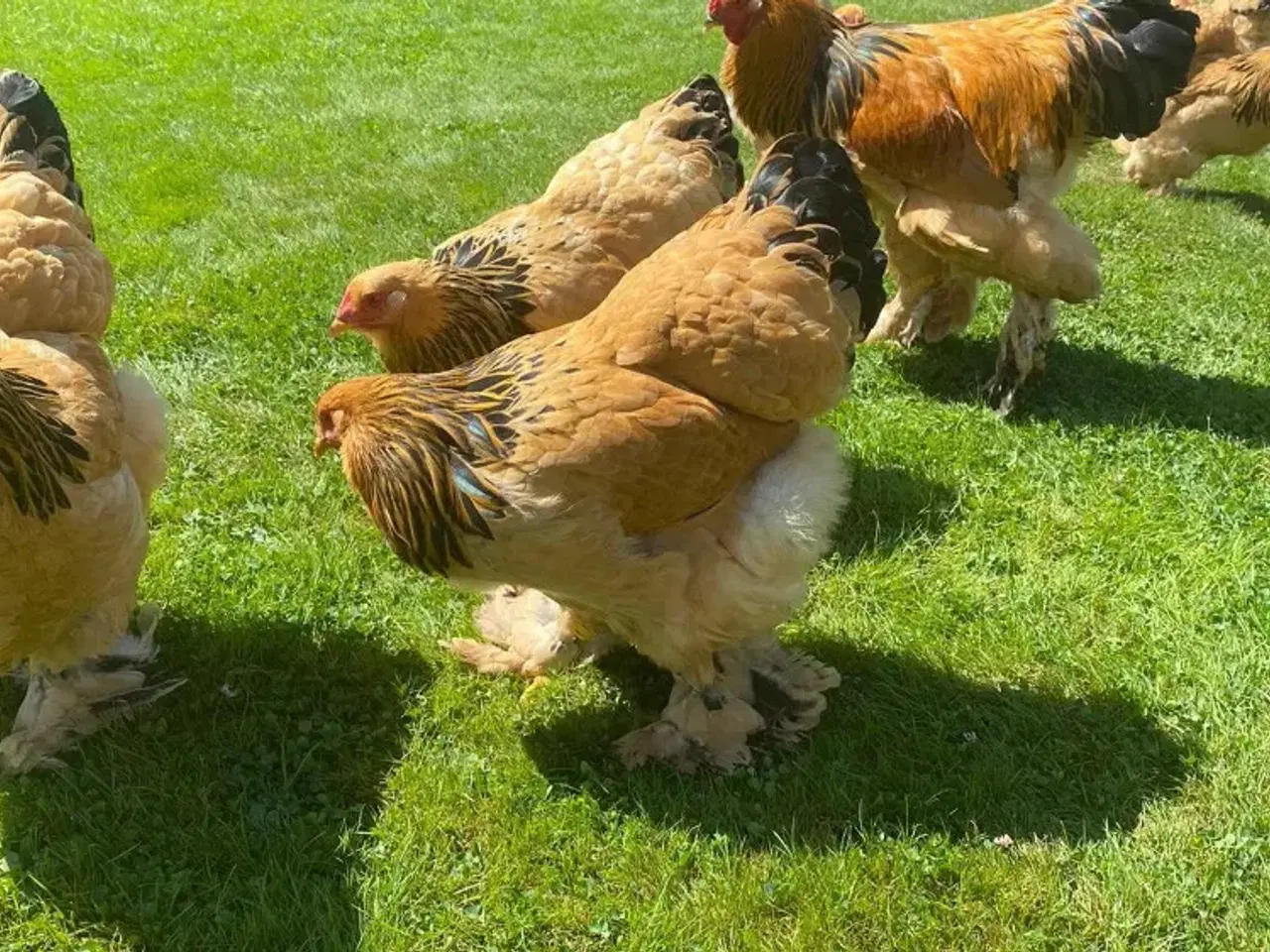 Billede 1 - Brahma rugeæg