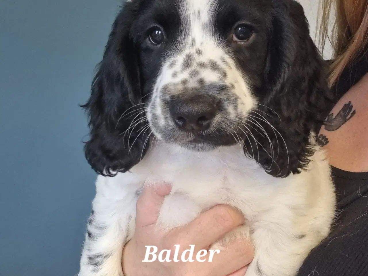 Billede 1 - Engelsk springer spaniel 