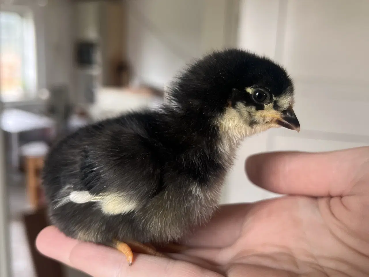 Billede 4 - Små kyllinger fra blå/grønne æg 