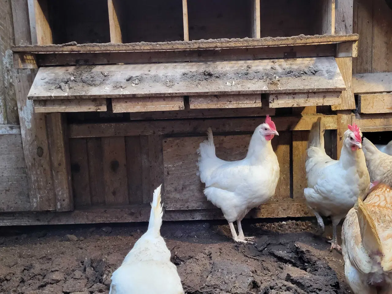 Billede 1 - Blandingshøner