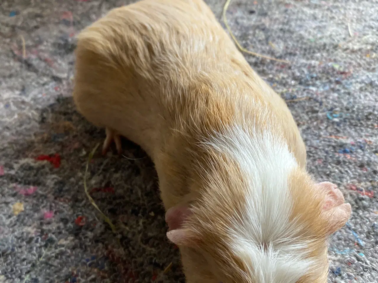 Billede 2 - Ophøre marsvin. 