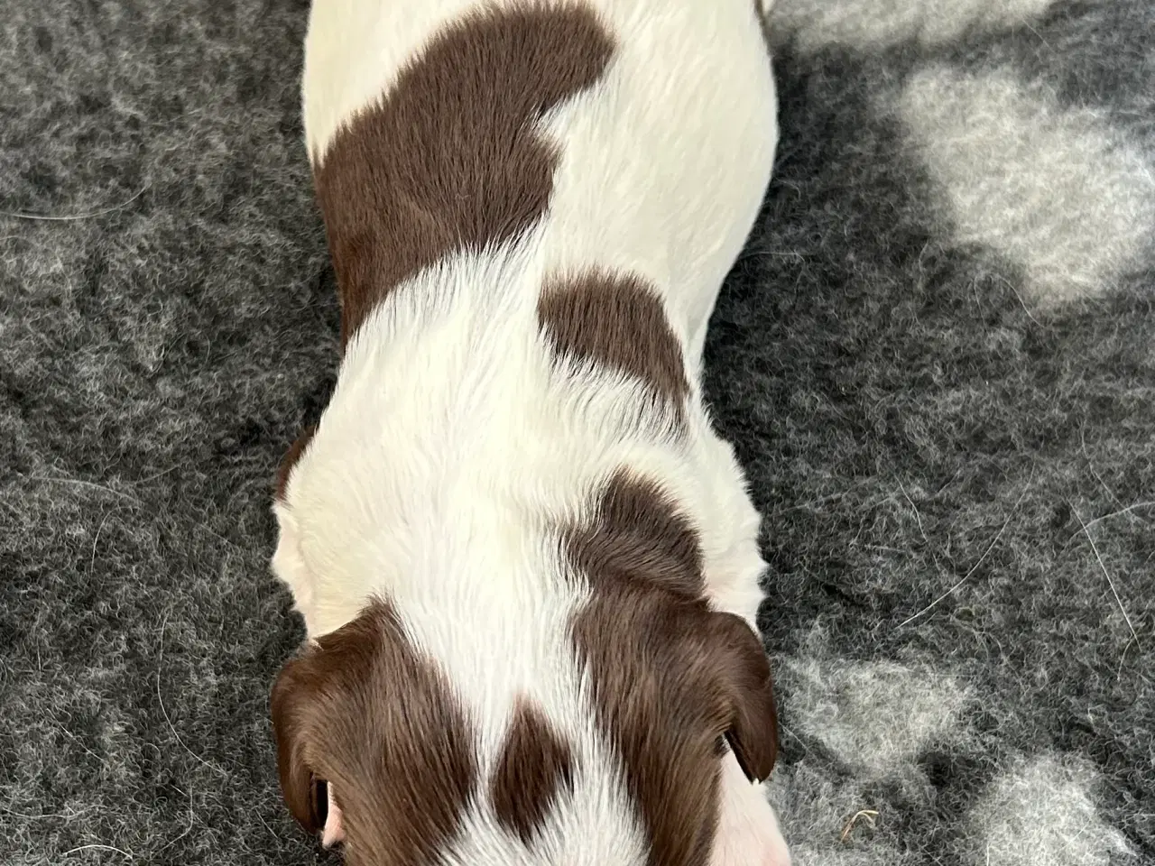 Billede 3 - Ft springer spaniel hvalpe 