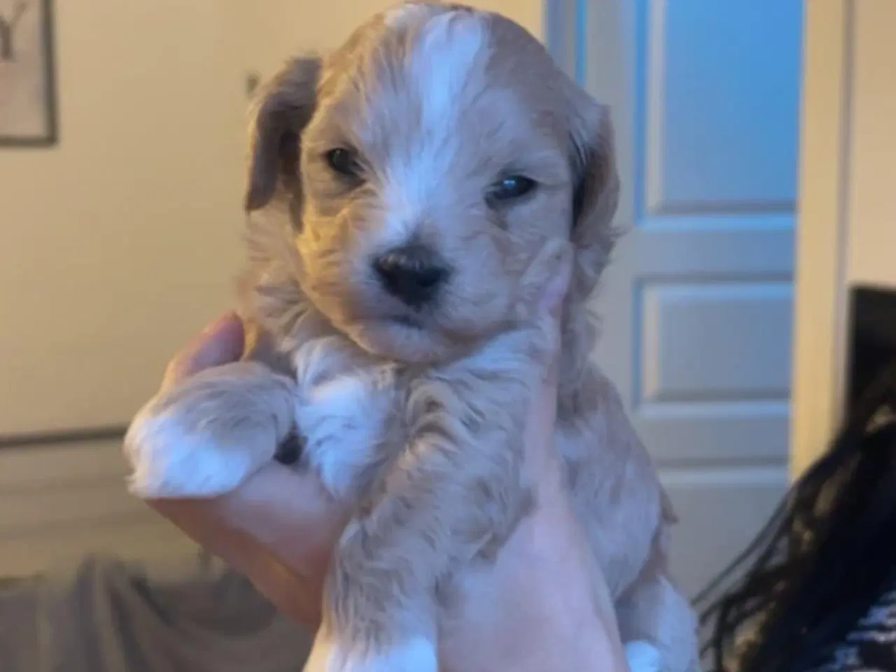 Billede 4 - Mini maltipoo hvalpe 