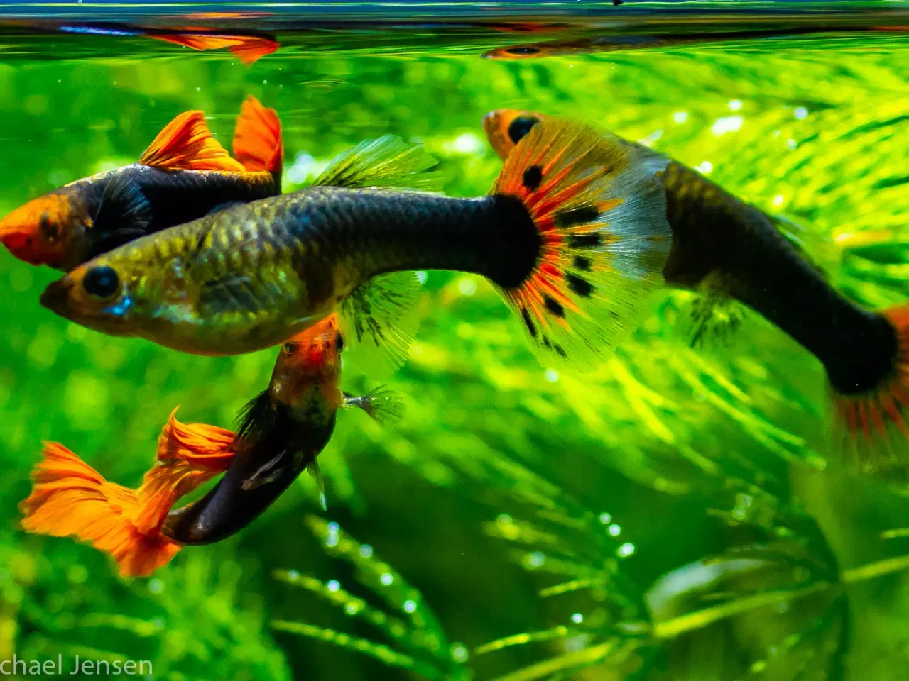 Billede 2 - Koi Red Tuxedo Red Nose Guppy - Unger, 1-2 cm