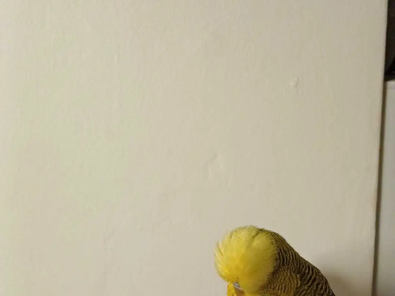 Billede 2 - Engelsk undulat han