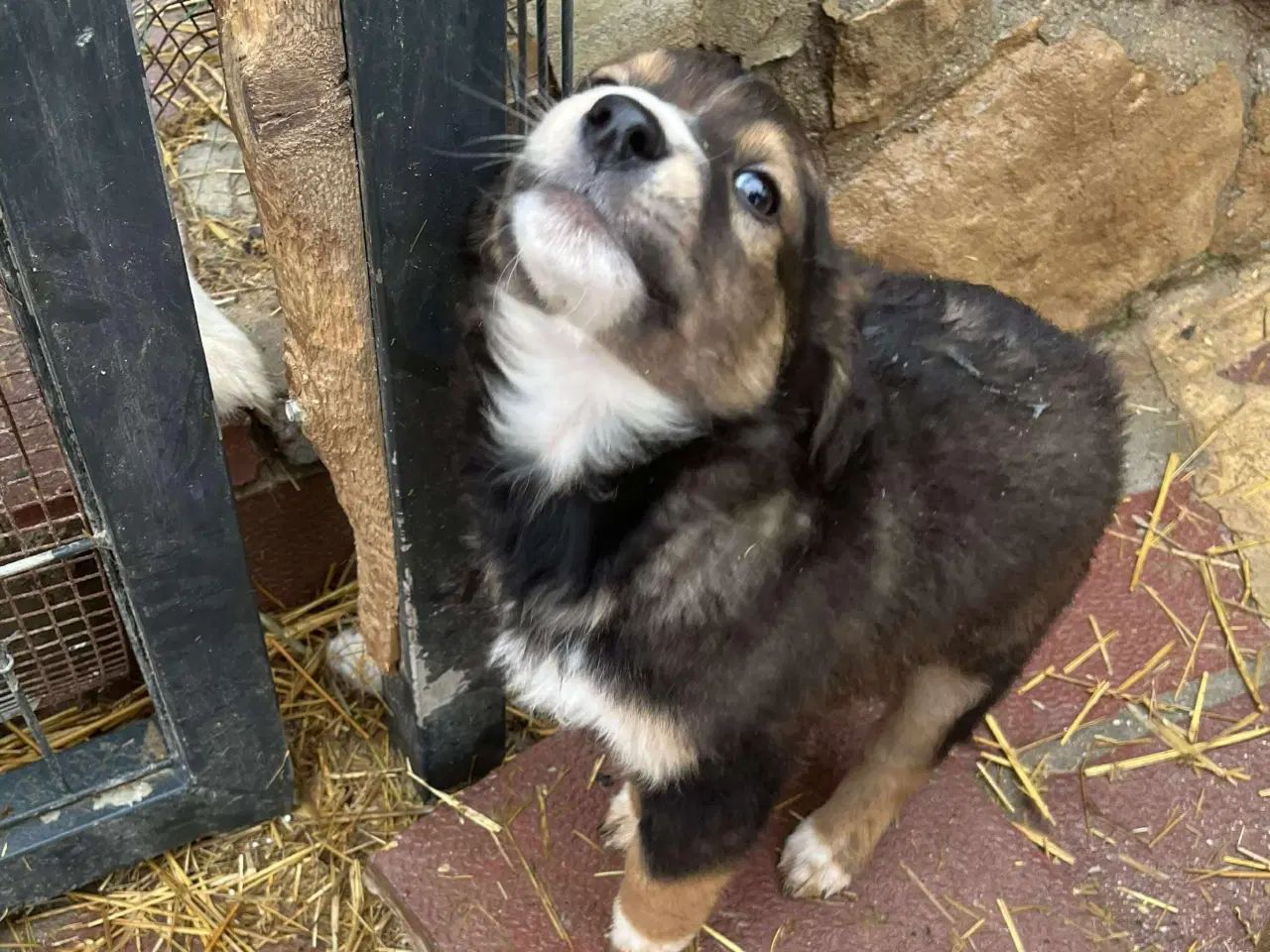 Billede 3 - Mio søger sin egen familie💙