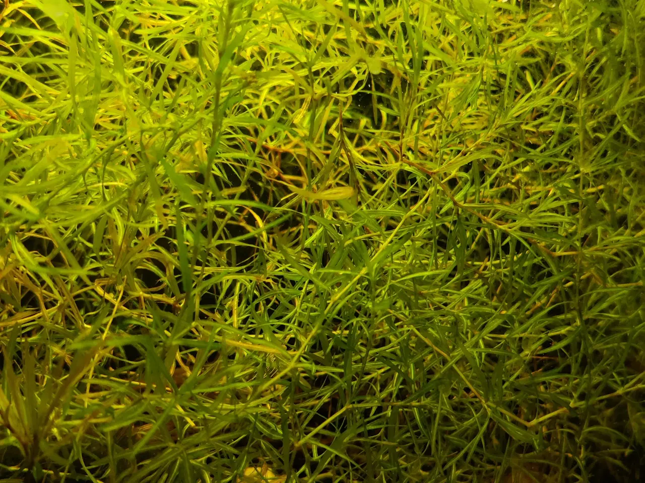Billede 2 - Guppy græs, hurtigvoksende akvarie plante