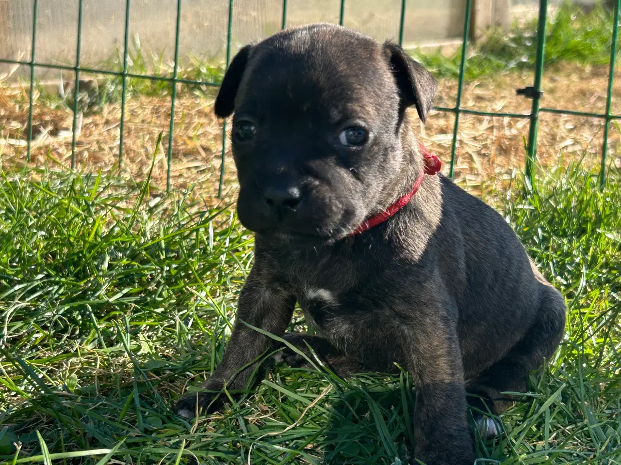 Billede 4 - Staffordshire Bull terrier hvalpe