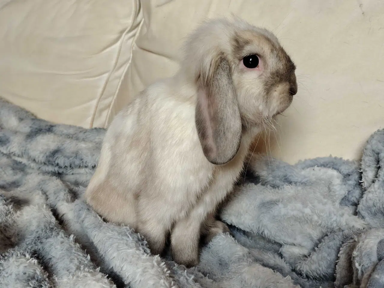 Billede 4 - Kastreret Lion-lop 6 mdr🐰