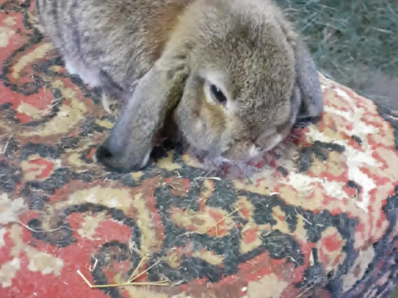 Billede 2 - Dværgvædder hun