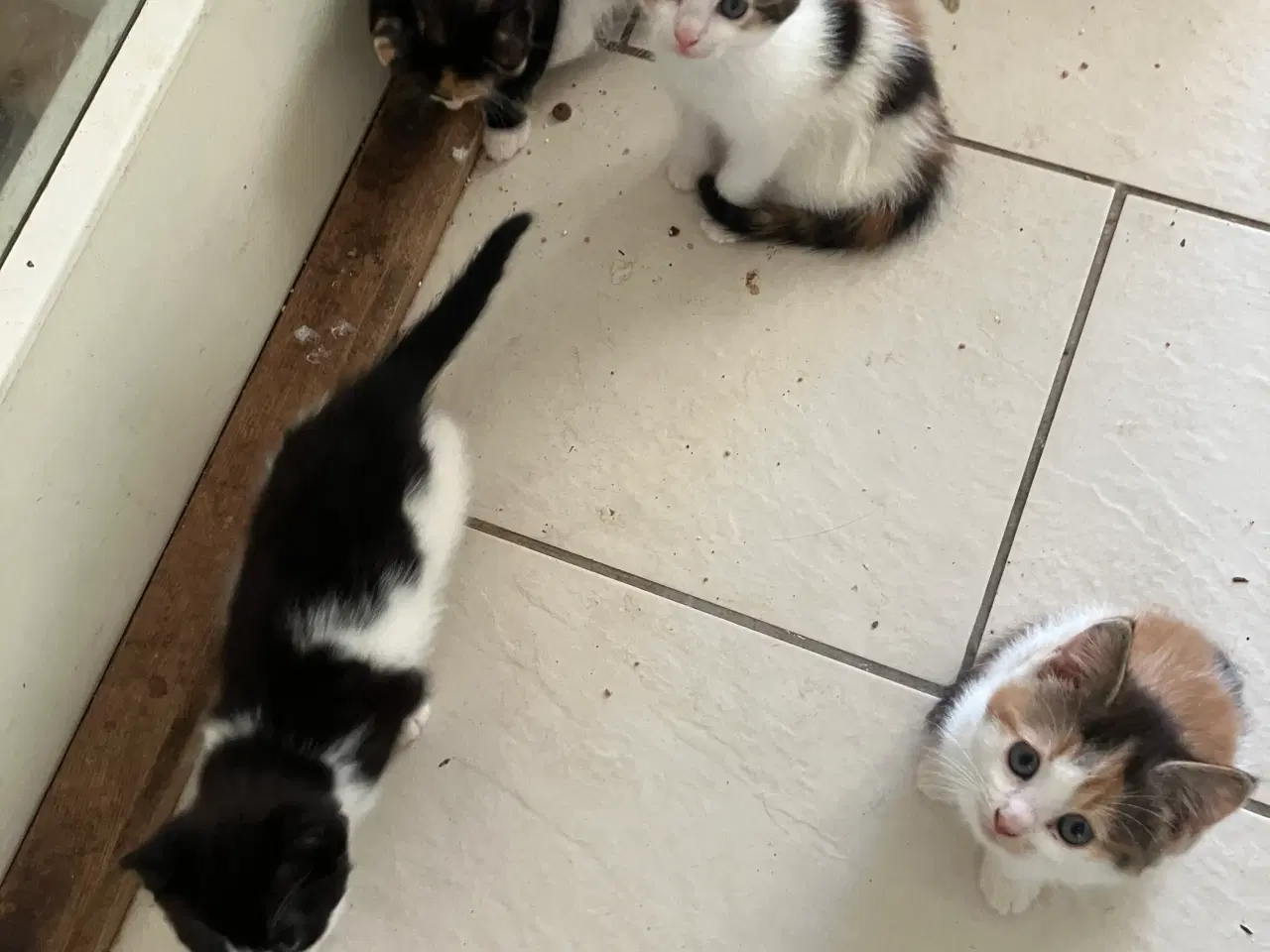 Billede 3 - de bliver 12 uger den 24-11