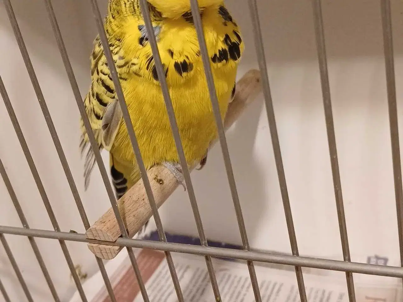 Billede 17 - 1 par Engelske undulater 