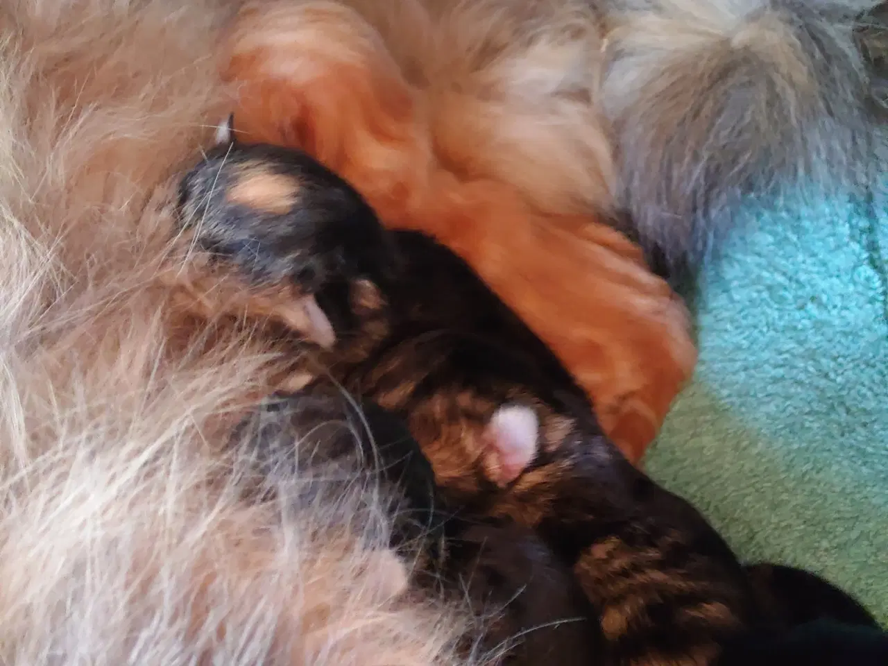 Billede 3 - Små Maine coon killinger (uden tavle)