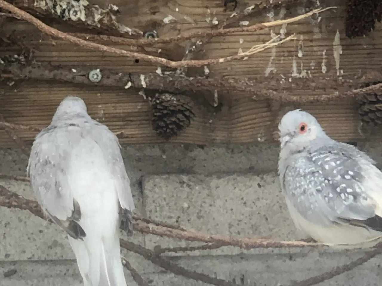 Billede 1 - Diamant duer Købes