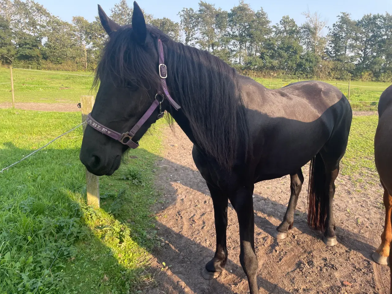 Billede 1 - Hest
