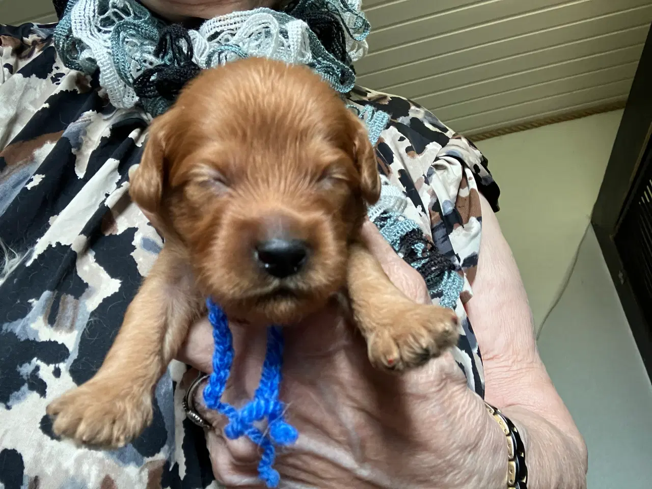Billede 5 - Cavapoo f2 kennel malekits