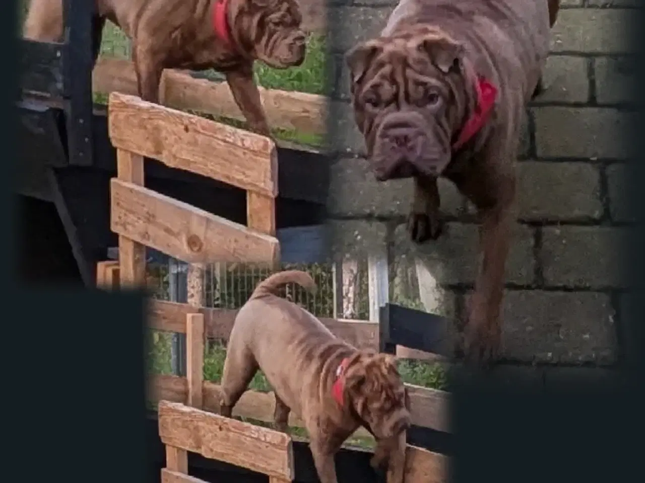 Billede 2 - Sharpei m. Fransk bulldog 