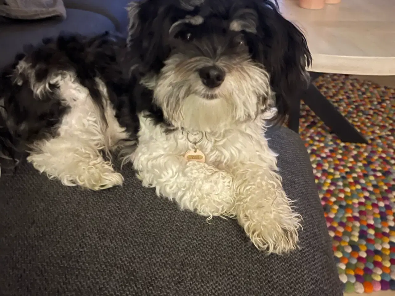 Billede 1 - Min tæve venter hvalpe 