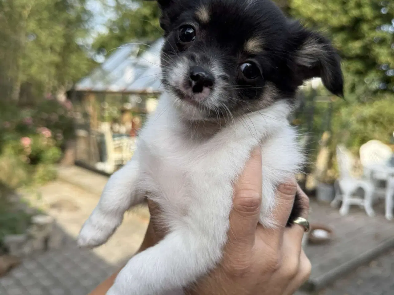 Billede 6 - Chihuahua hvalpe 