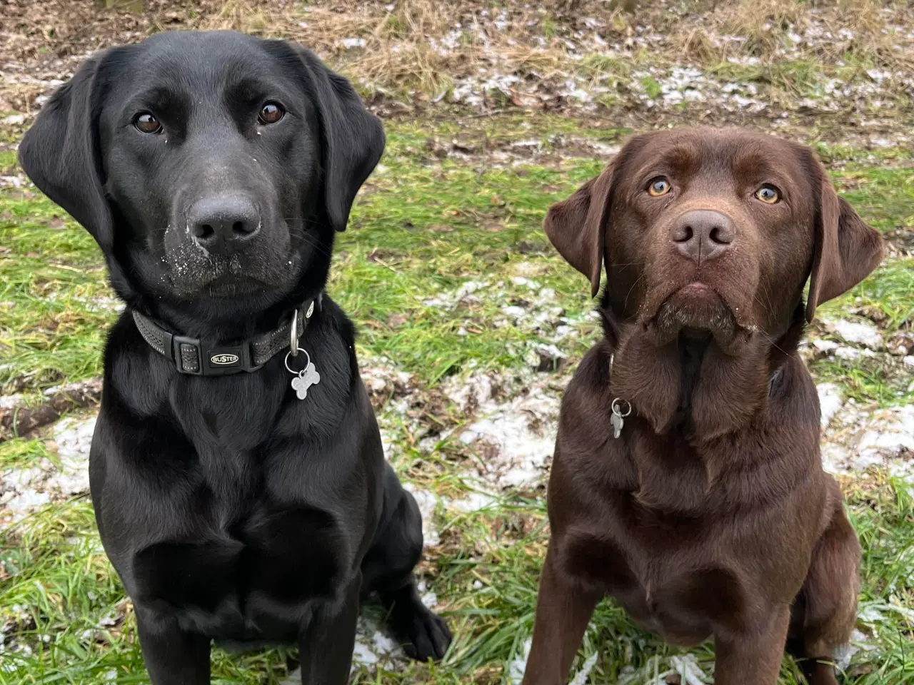 Billede 2 - Søde labradorhvalpe sælges