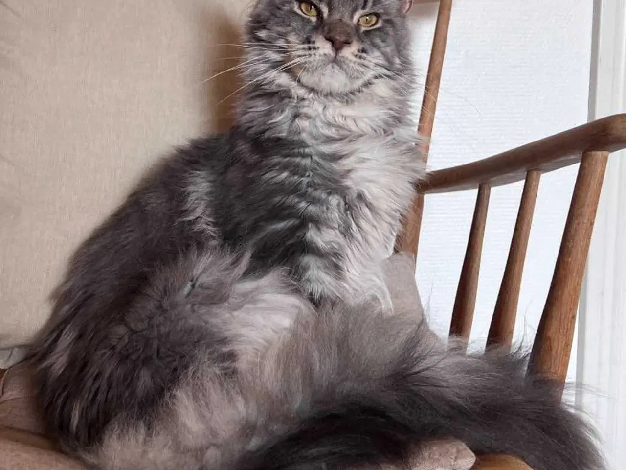 Billede 7 - Maine coon killing