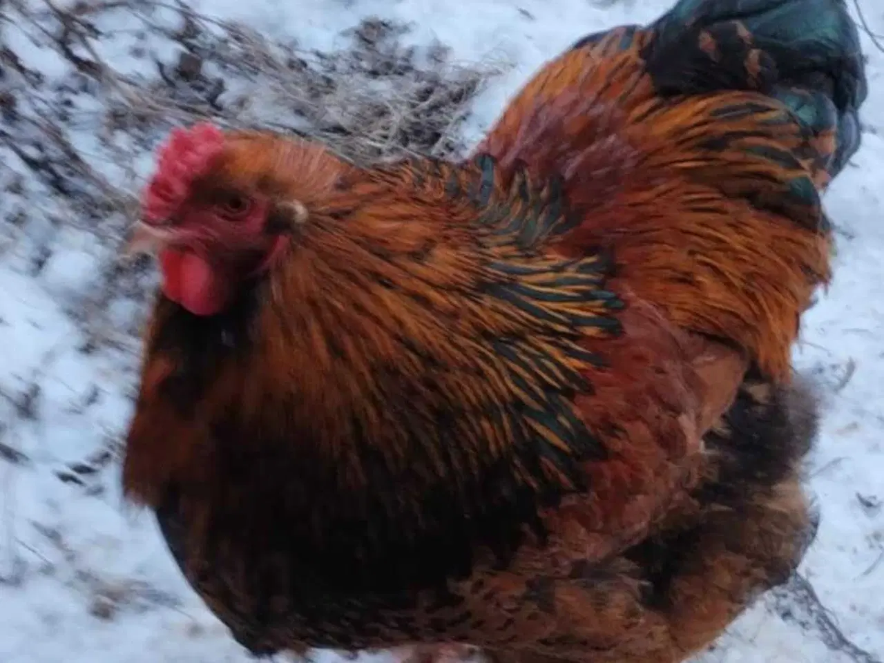Billede 1 - Hane Brahma orpington mix 