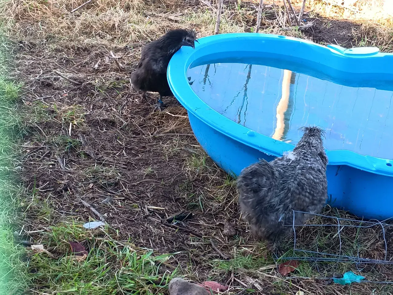 Billede 2 - daggamle Dværg silkehøns Kyllinger i rene farver g