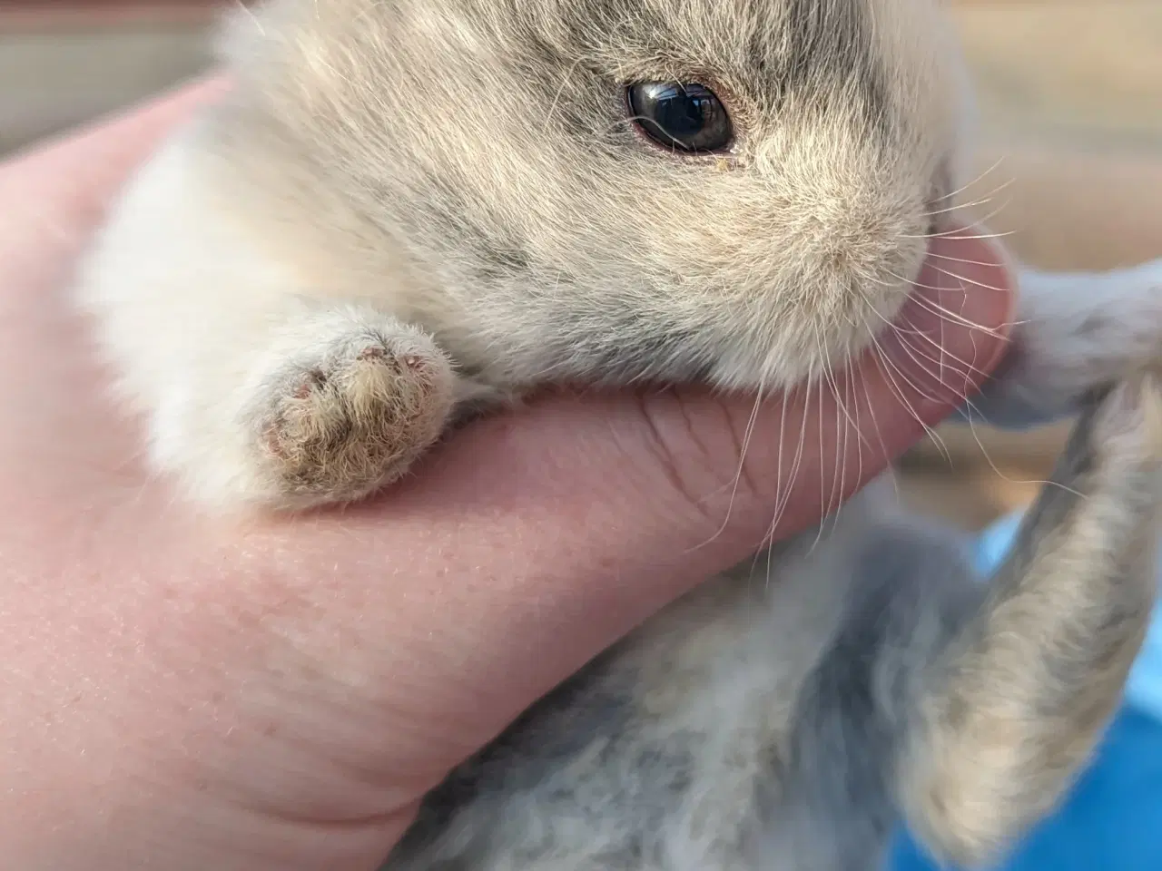 Billede 7 - Hermelin kaninunge sælges 