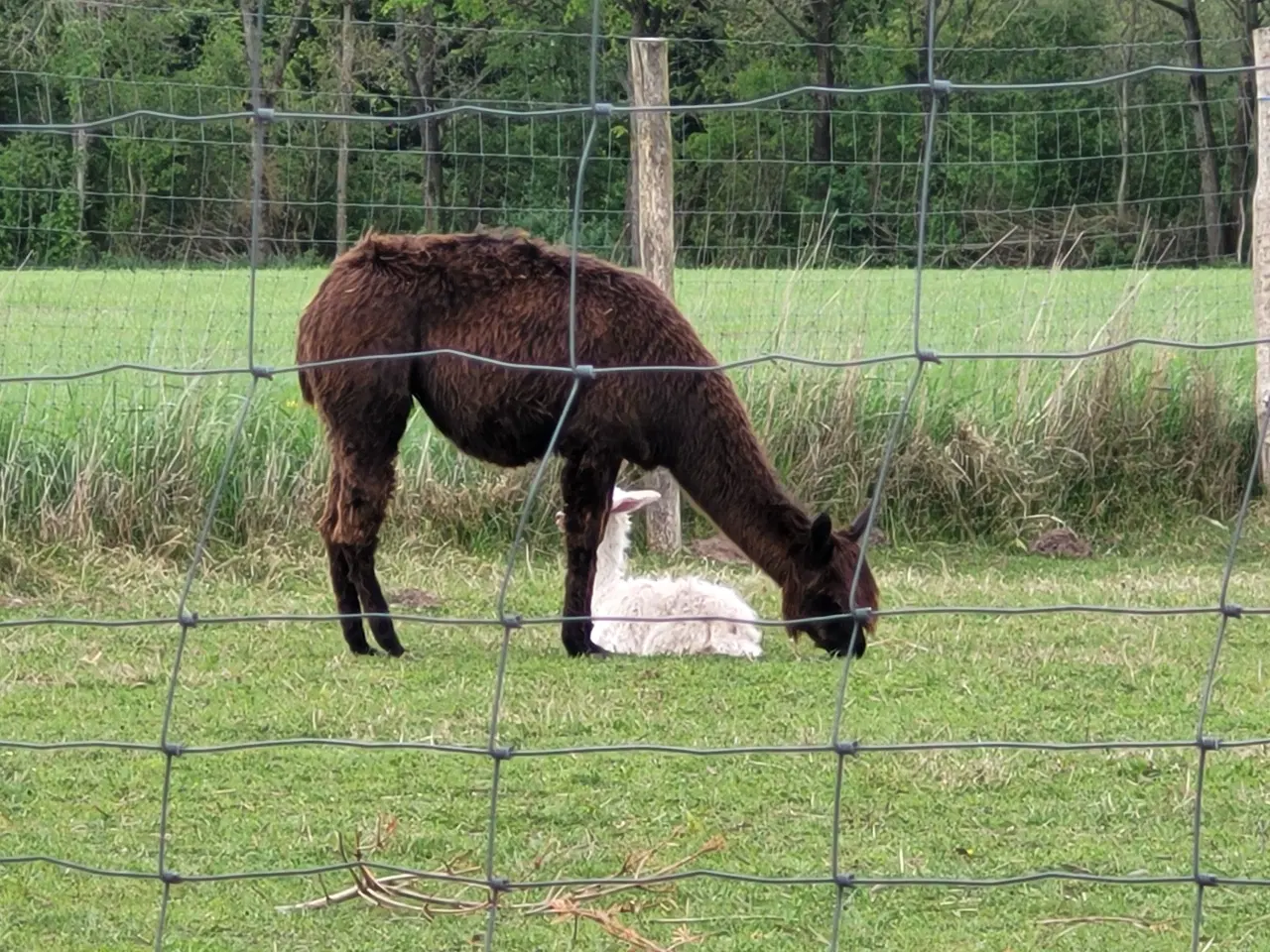 Billede 7 - Alpaca div. suri sælges