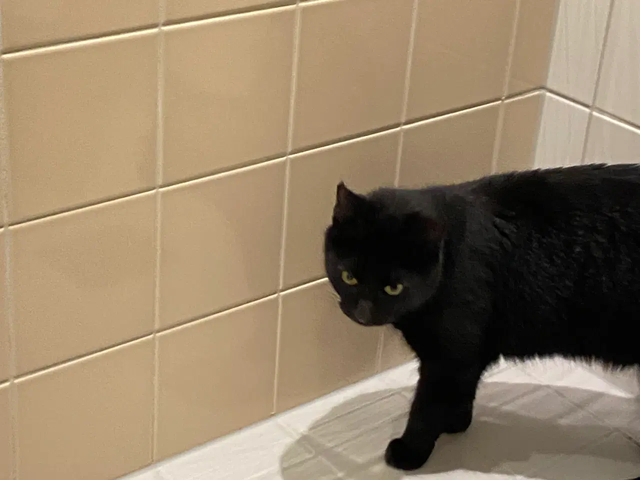 Billede 3 - Steriliseret hunkat søger nyt hjem