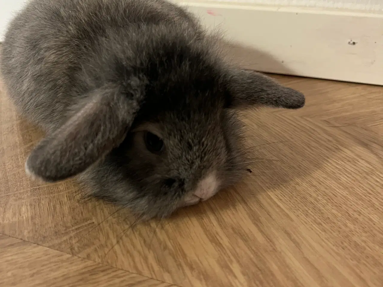 Billede 4 - Blå otter lionlop hankanin på 8 uger 