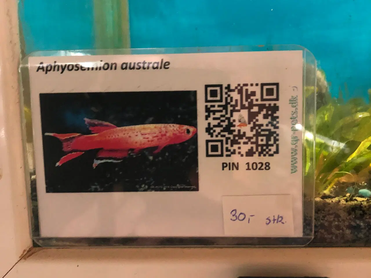 Billede 3 - Akvariefisk