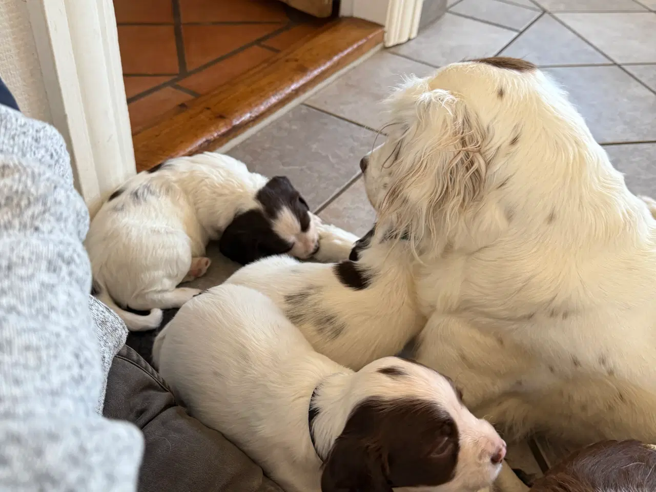 Billede 3 - Ft springer spaniel hvalpe salgsklar 21/10-25