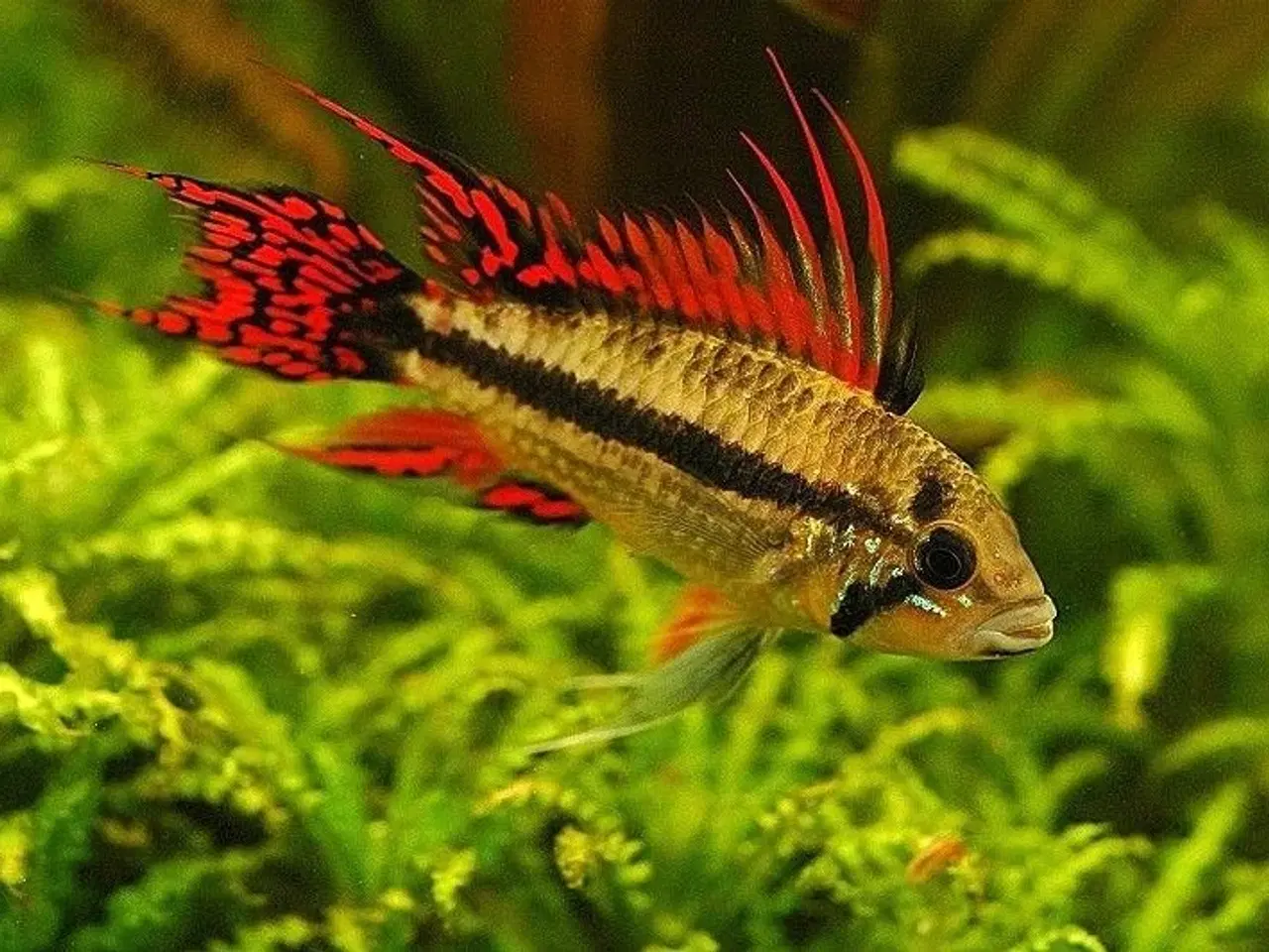 Billede 12 - Flotte akvariefisk og foder