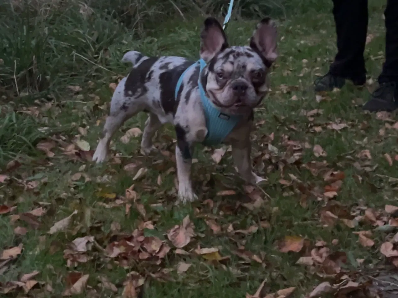 Billede 5 - 🐾Hanhund til avl - IKKE SALG🐾