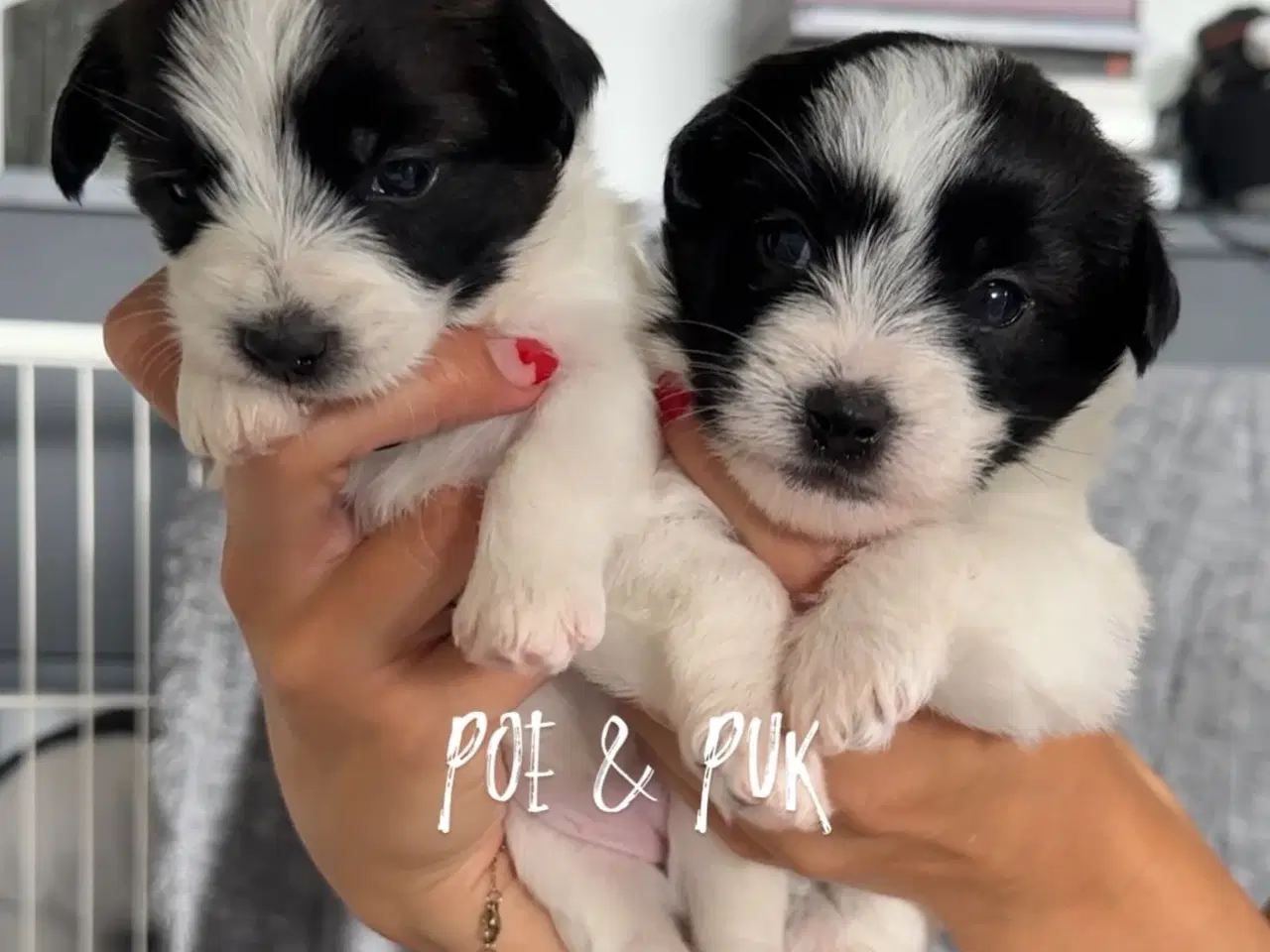 Billede 2 - Jack Russel-Bichon Havanais hvalpe
