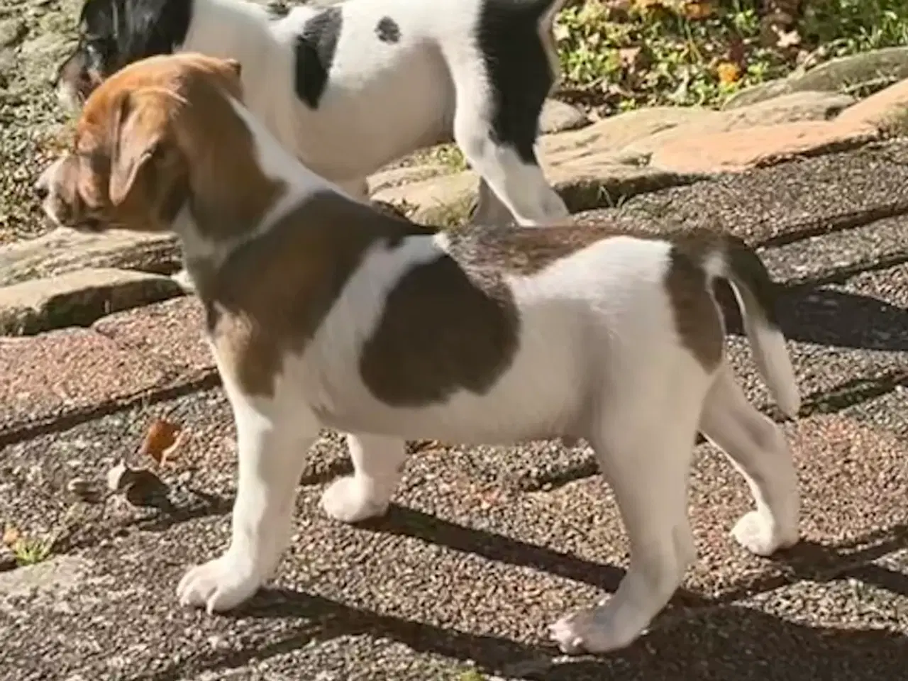 Billede 10 - Dansksvensk Gårdhund hvalpe