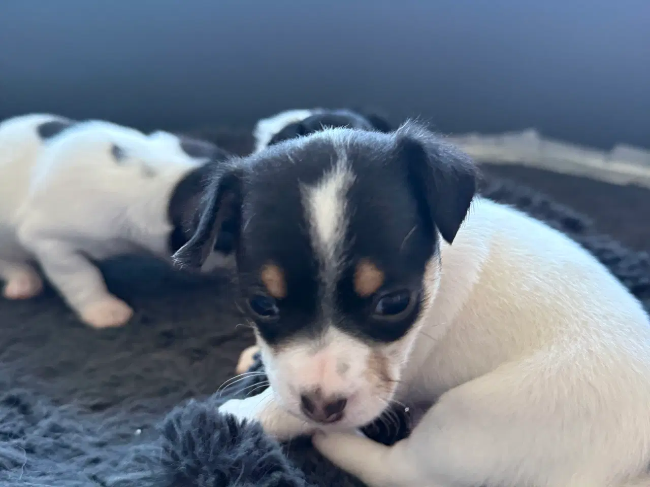 Billede 3 - Mini Pomaranin/papillon 