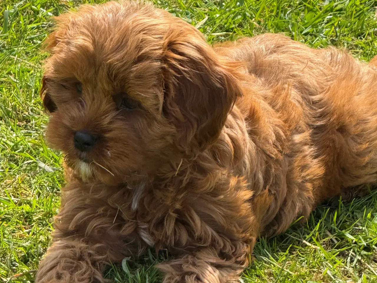 Billede 11 - Cavapoo  