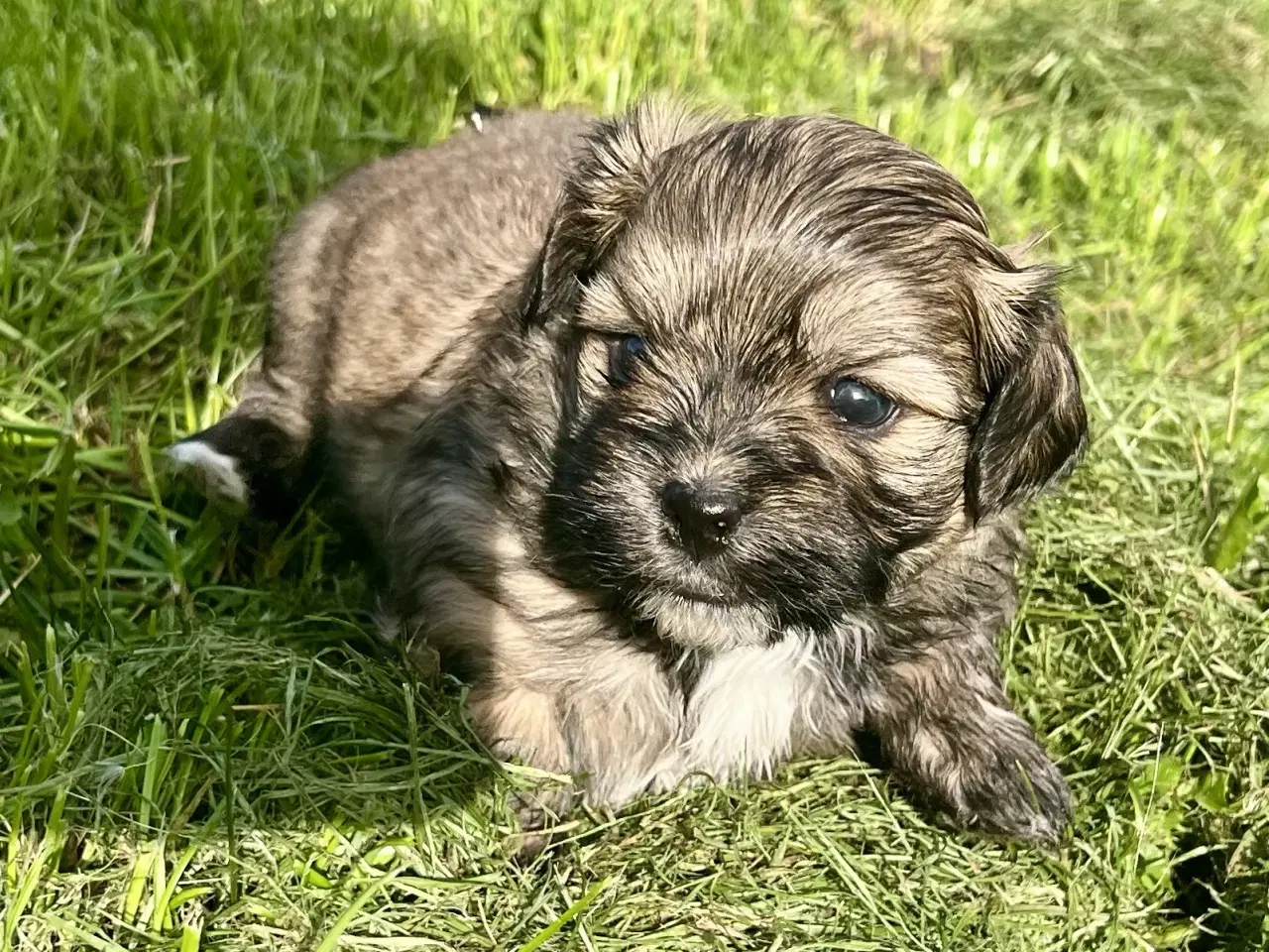 Billede 8 - Allergivenlige blandingshvalpe Pudel / Shih Tzu