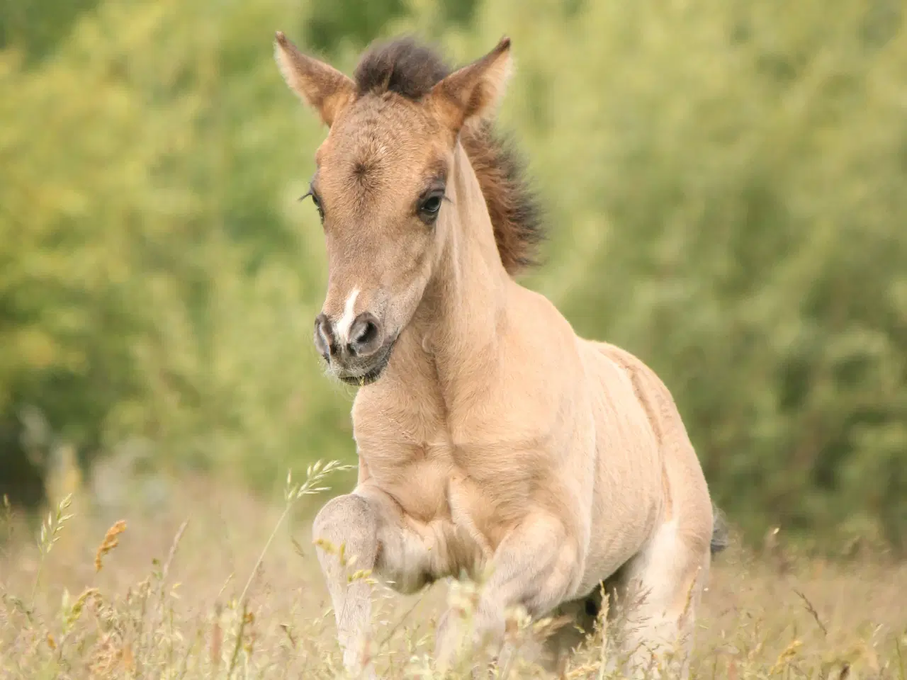 Billede 8 - Skønneste islænder hoppeføl!