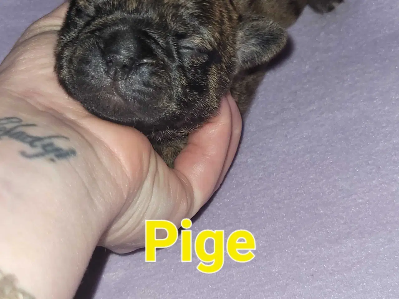 Billede 1 - Mops beagle blanding