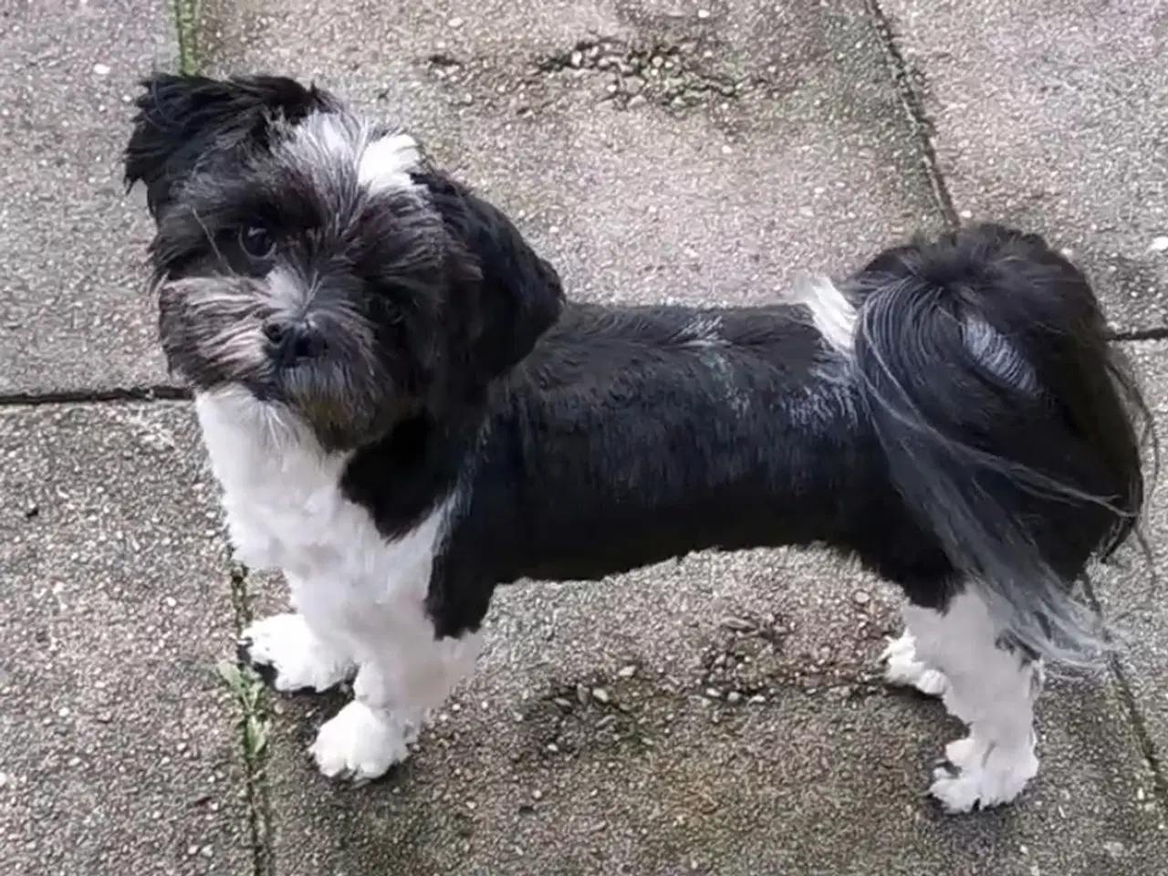 Billede 2 - Avl Lhasa apso 