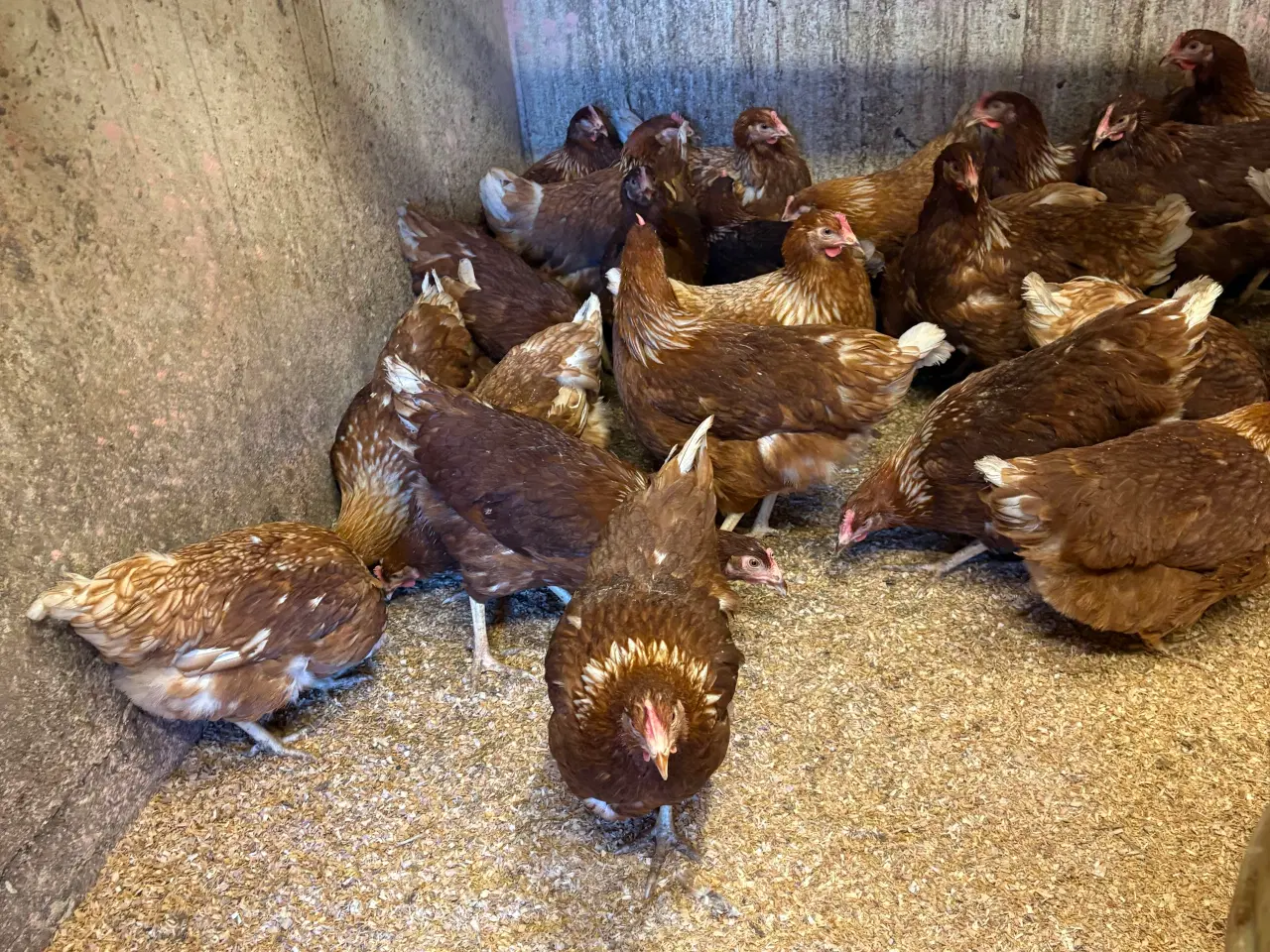 Billede 1 - IrisBrown/ røde amerikaner