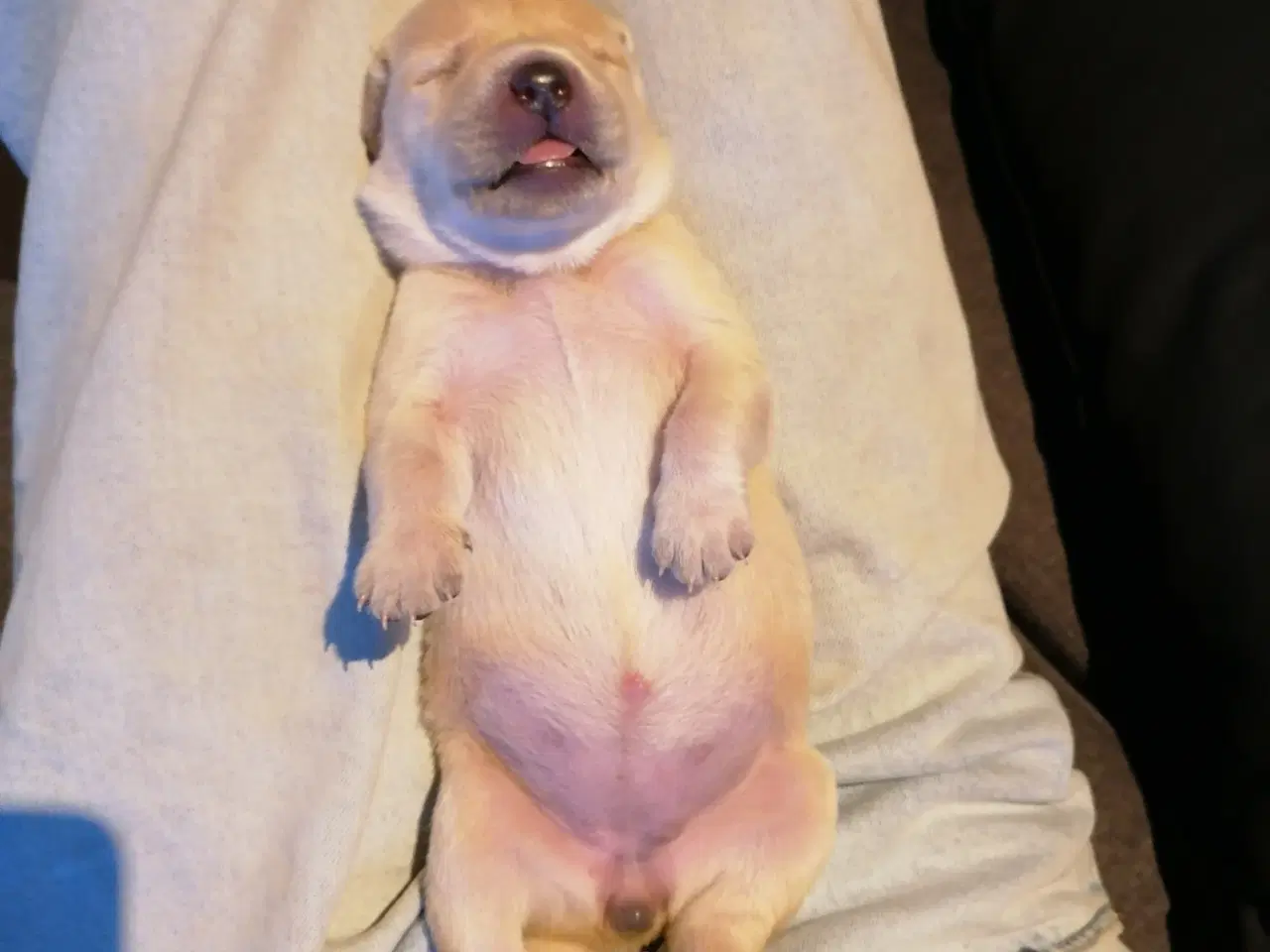 Billede 2 - Labrador hvalpe 