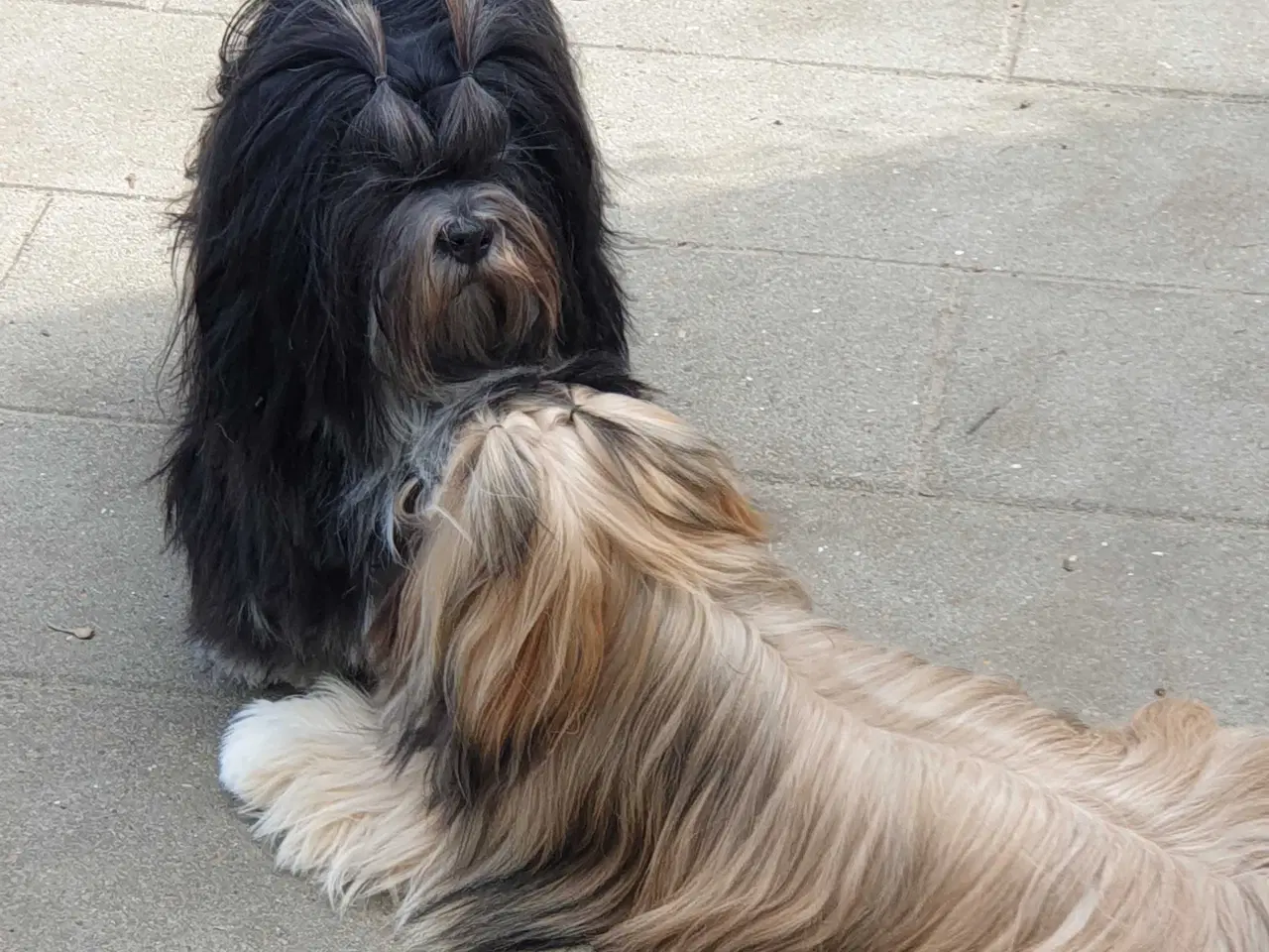 Billede 18 - Lhasa Apso - smukke Harley 🐾💕