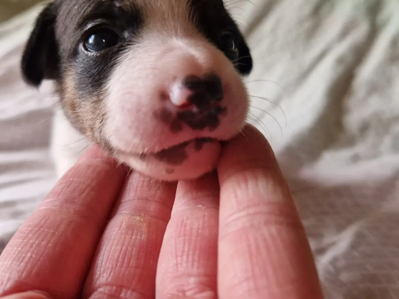 Billede 8 - Dansk svensk gårdhund jack russel