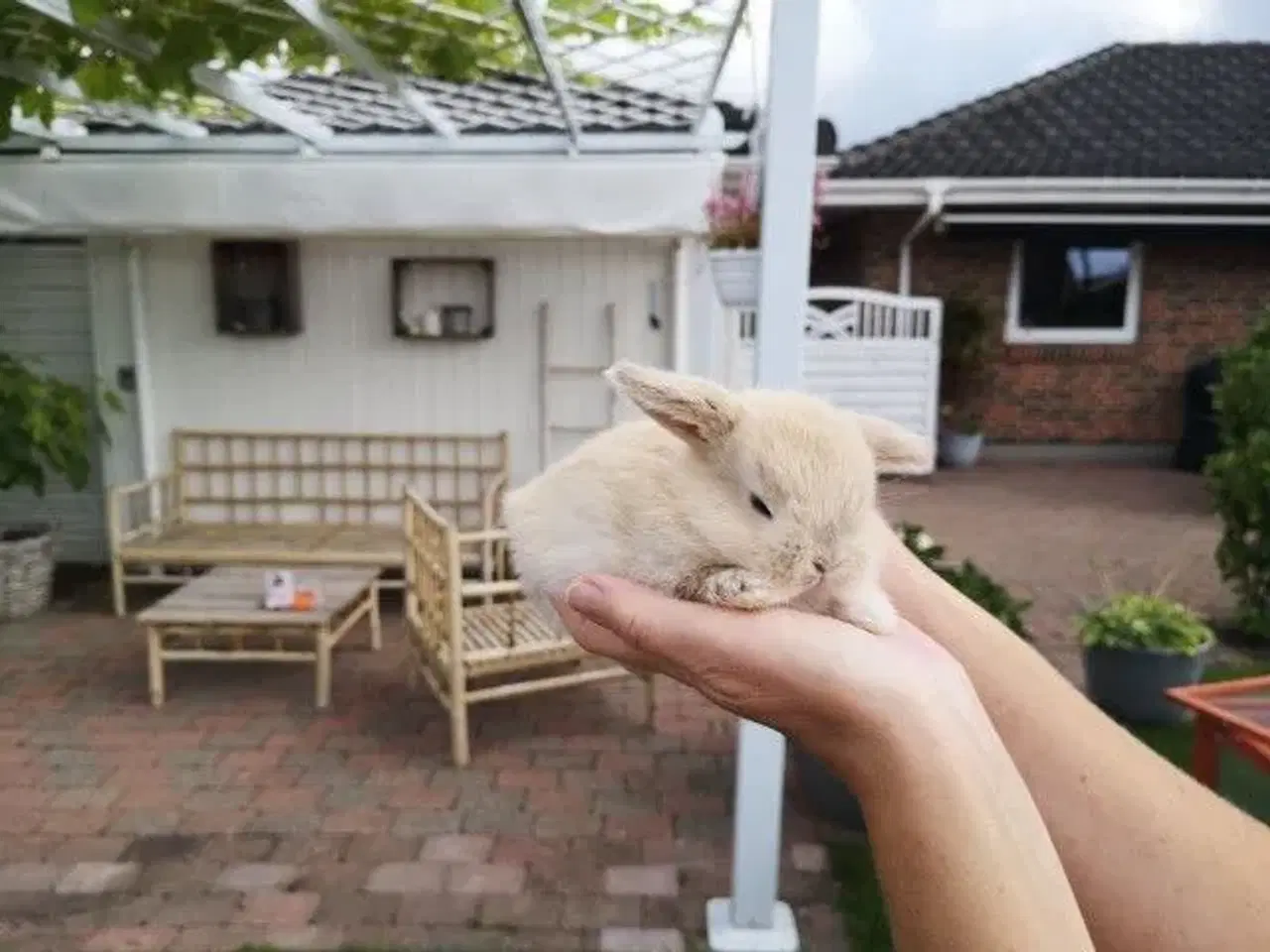 Billede 1 - Kaniner Mini lops 