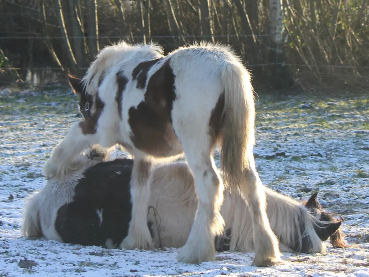 Billede 7 - Tinker /Irish cob hoppe føl