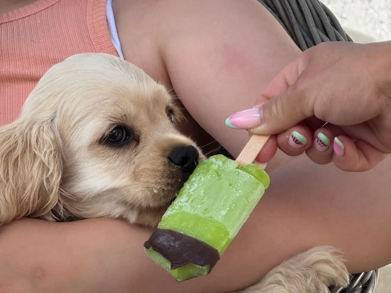 Billede 20 - Rejseklar 🧳 Skønne Amerikanske Cockerspaniel 